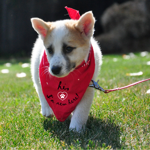 "Hi, I'm New Here" Pet Bandana