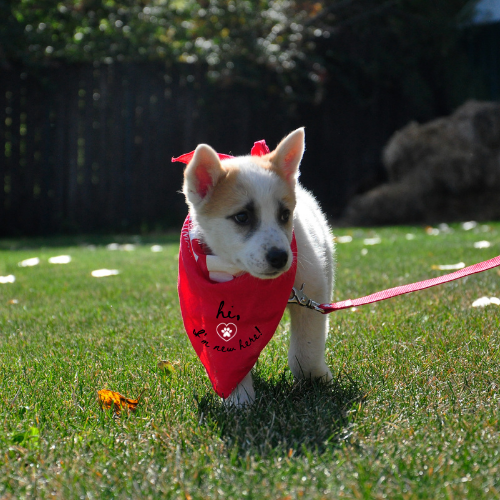 "Hi, I'm New Here" Pet Bandana